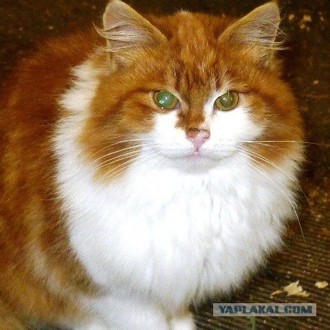 Котовторник (10.01.2012)