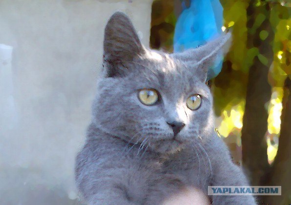 Котовторник  16.10.12