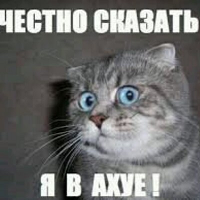 Кошка двое суток продержала в заложниках на кухне жительницу Архангельска