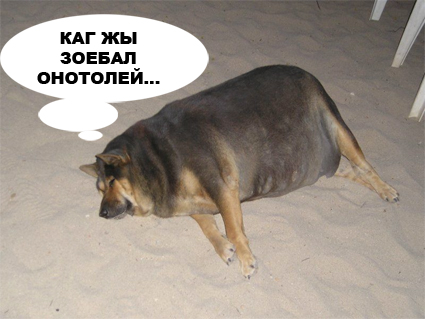 Фотожаба: О чем же думает собака?....
