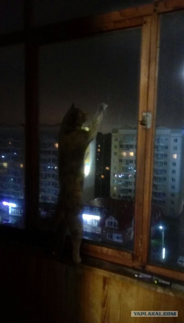 Сегодня отмечается Всемирный день кошек!