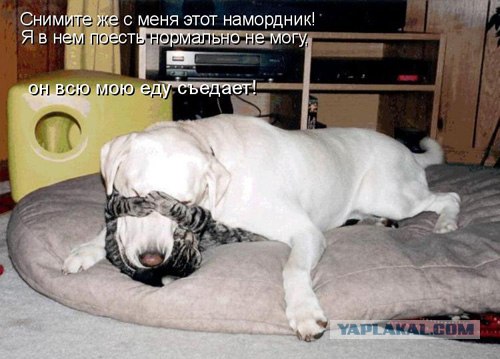 Наглый кот против ленивой собаки