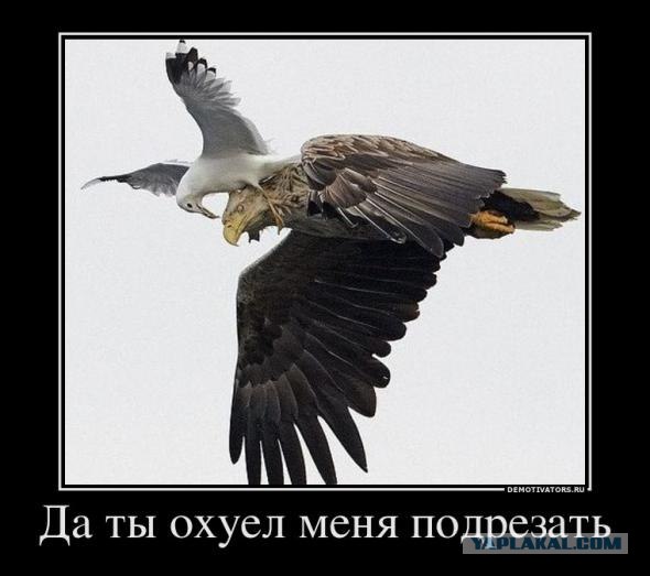 Неадекватный Толик