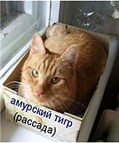Это наша песочница!