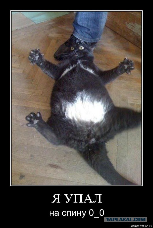 Кот прыгнул
