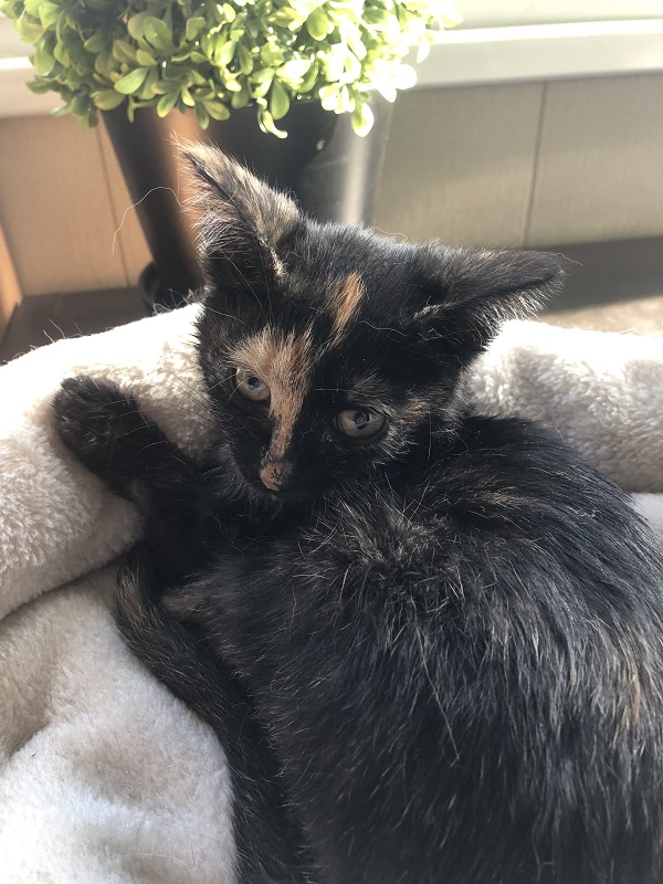 Мои личные котейки к котовторнику!