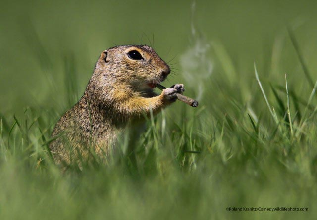 Лучшие фото конкурса Comedy Wildlife Photography Awards 2021