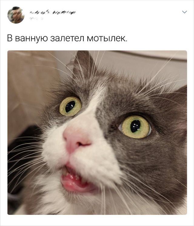 Картинки и мемы, выходные продолжаются