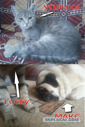 Кошка защищает собачку от собаки