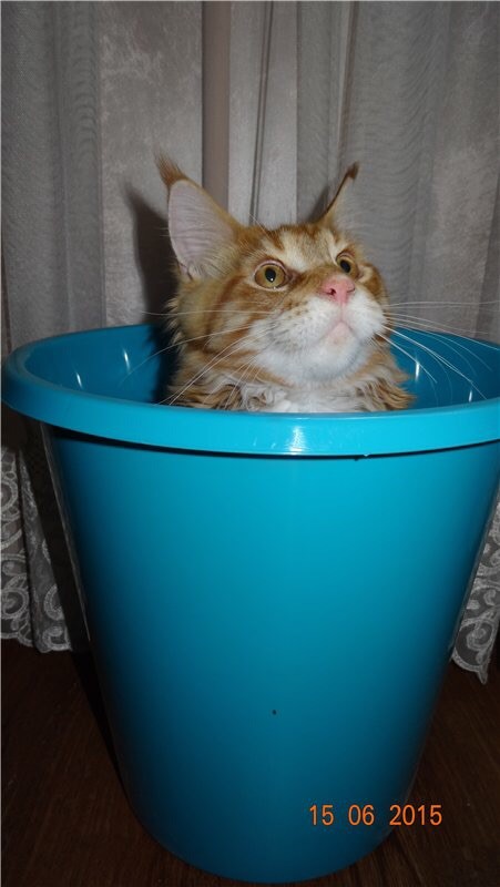 Ловушки для котов