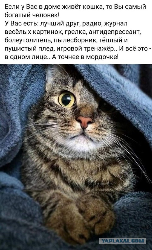 Шесть мифов о холостяках и их жизни