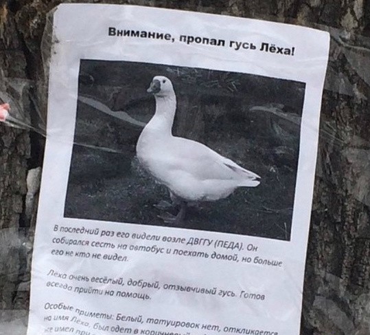 Гусь вялый