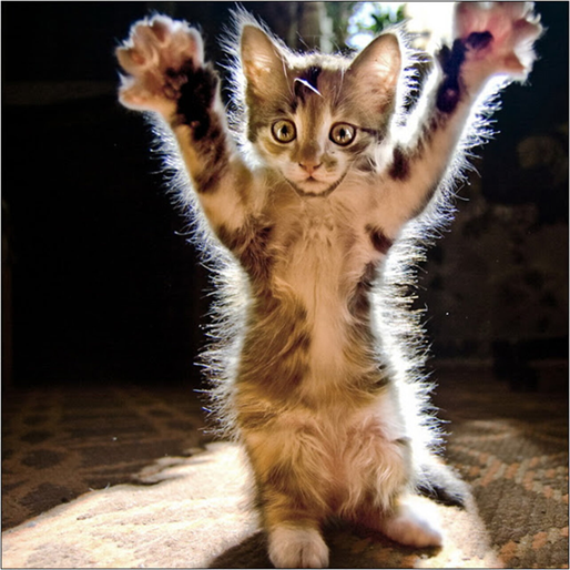 Жизнь домашнего приюта "Котоленд" 418