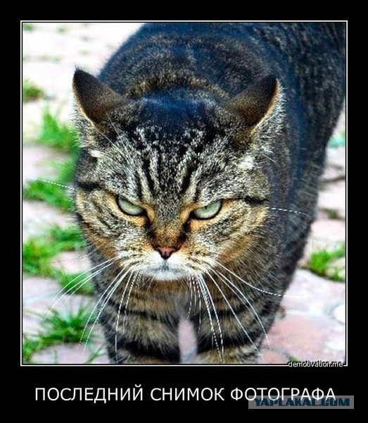 Боевые коты