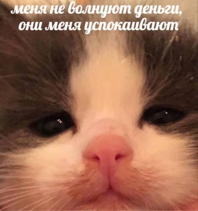 К котовторнику: подборка картинок-баянов с котиками и про котиков. Выпуск 17