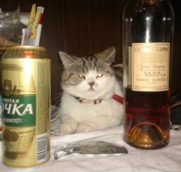 Котовторник 03.09.2013