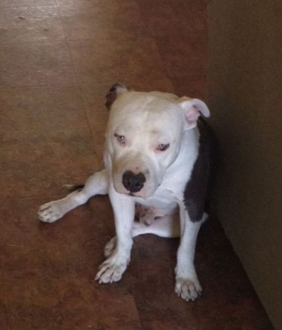 Как собаки встречают и провожают хозяев