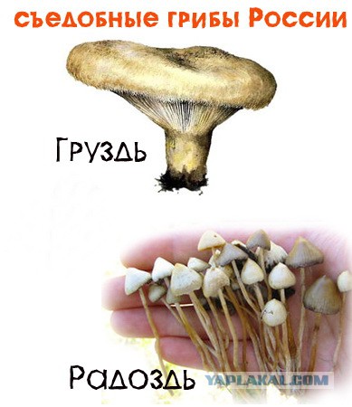 Топ-10 грибов