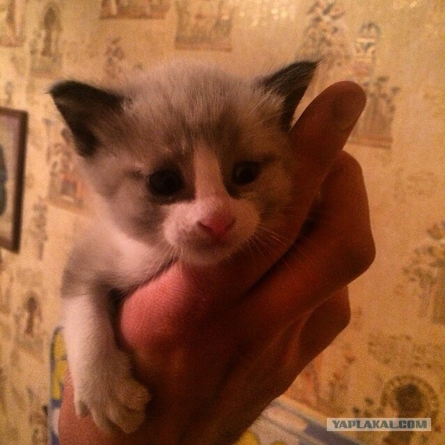 Нужен совет