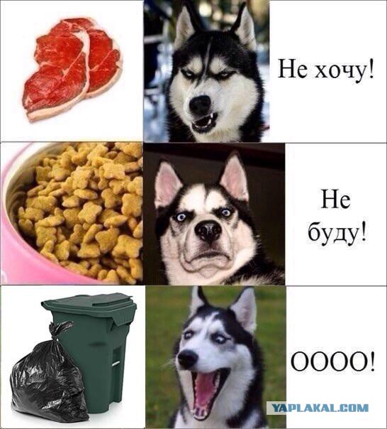 Чужие маламуты растут быстро