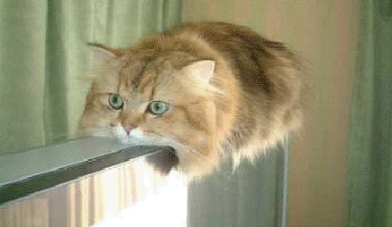 Известные котомемы.