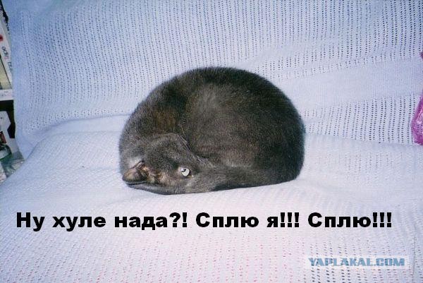 О важном. Проблемы котов