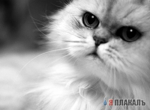 Коты, кошки, котята