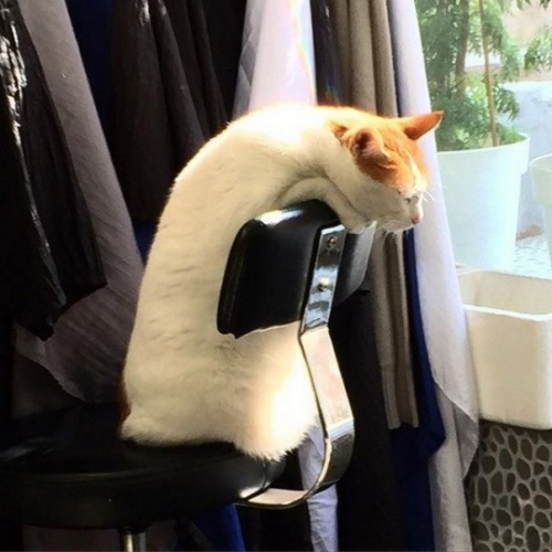 Пост невероятной кошачьей красоты. 25 фот.