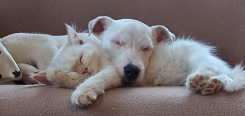 Коты, кошки, котята
