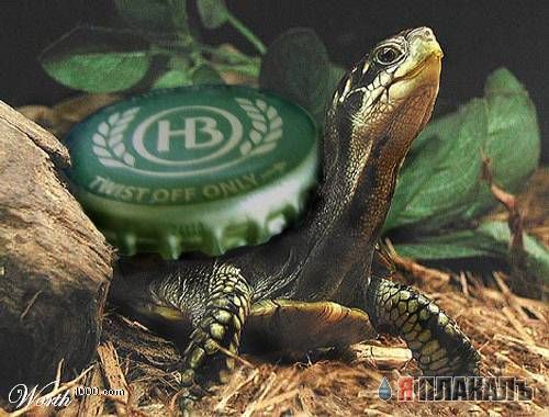 ПИВО. Все про пенистый напиток