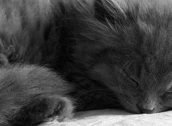 Коты, кошки, котята