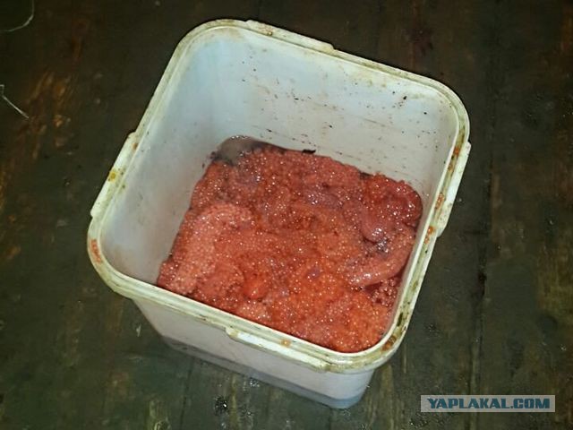 Показательная конфискация и уничтожение 4х тонн красной икры