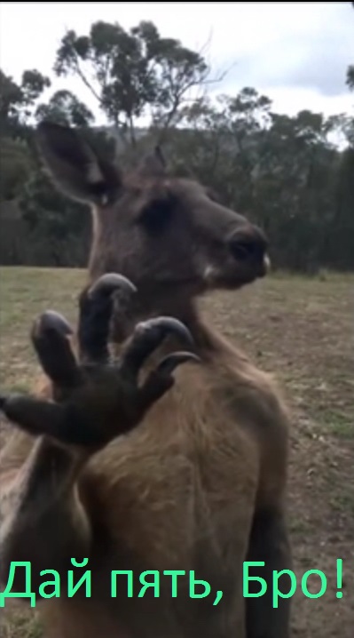 Жителям Австралии стоит устанавливать в доме прочные стекла