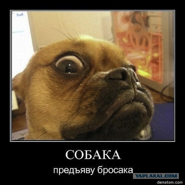 Отлично! На собаках мой взгляд уже работает!
