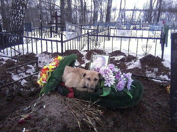 Мохнатые беспредельщики