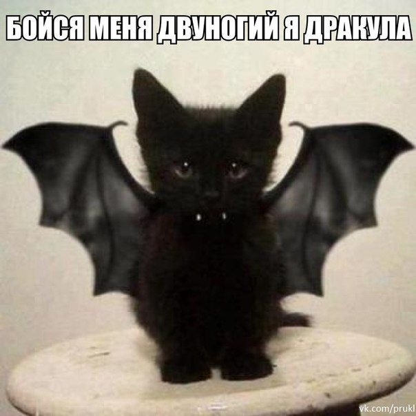 Божьи твари