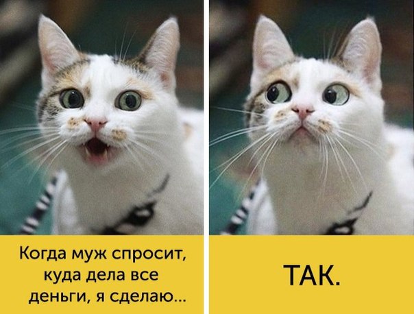 Мохнатые беспредельщики