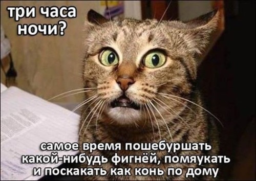 Обязанности кота в доме