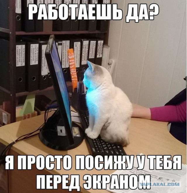 Когда кота тянет к знаниям.