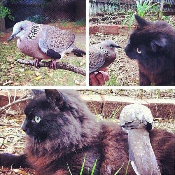 Коты из сети