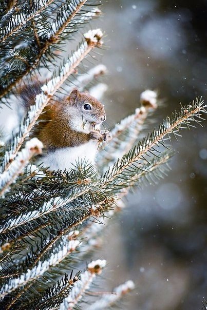 Самые смешные животные