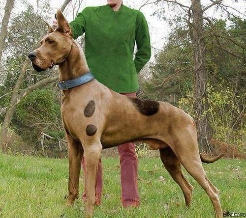 Самые смешные животные