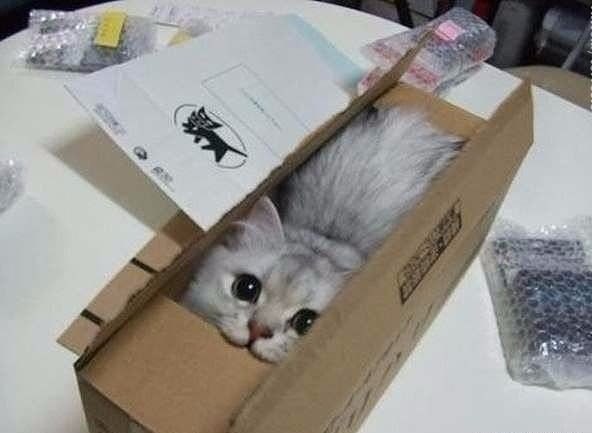 Коты и Кошки