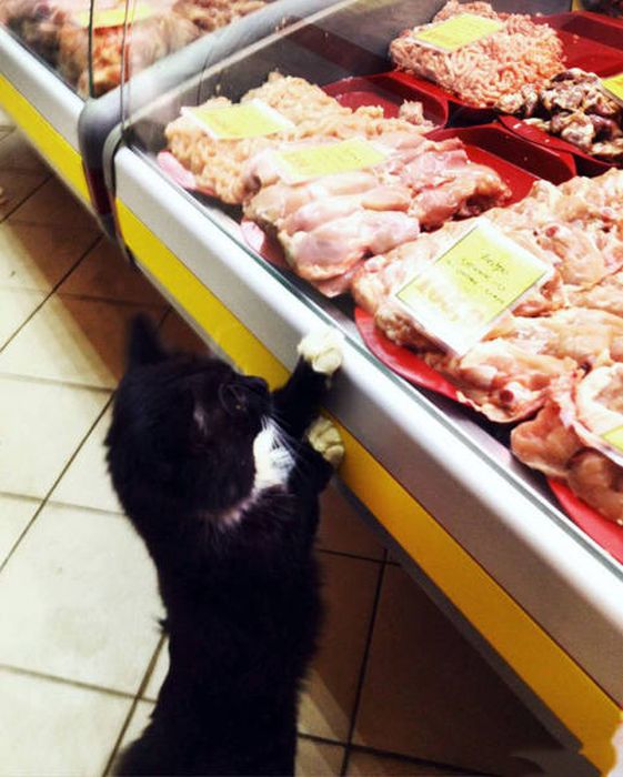 Коты и Кошки