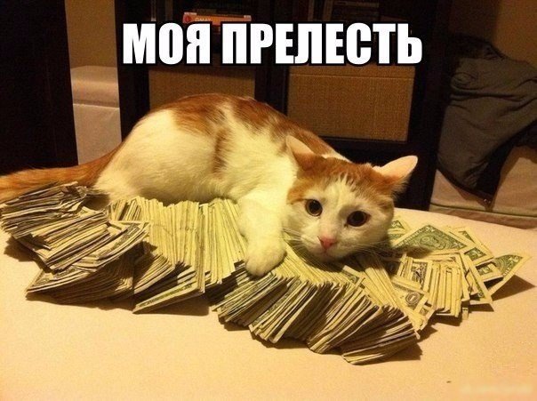 Коты и Кошки