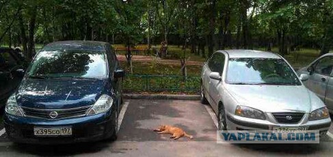 Веселые водители, которые паркуются необычным способом
