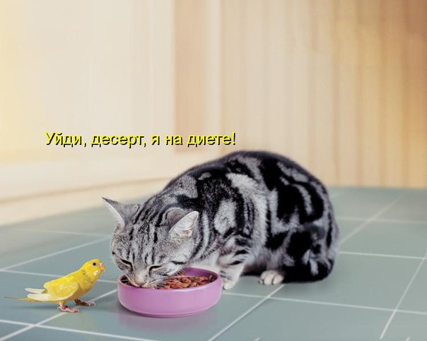 Просто веселые картинки. Иногда абсурдные, а иногда и с черным юмором