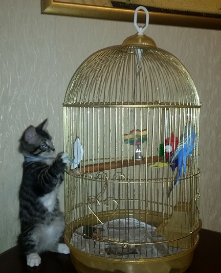 Попугай выносит мозг коту