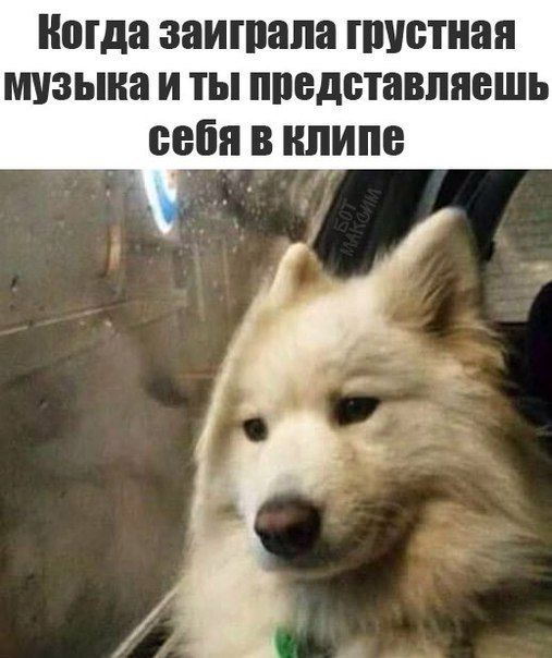 Подборка забавных животных
