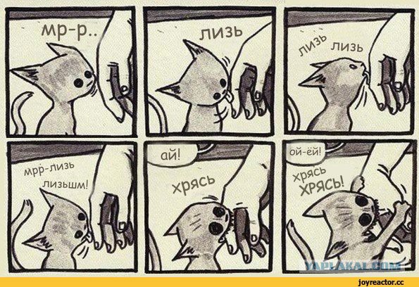 Злой котёнок стал звездой бейсбольного матча